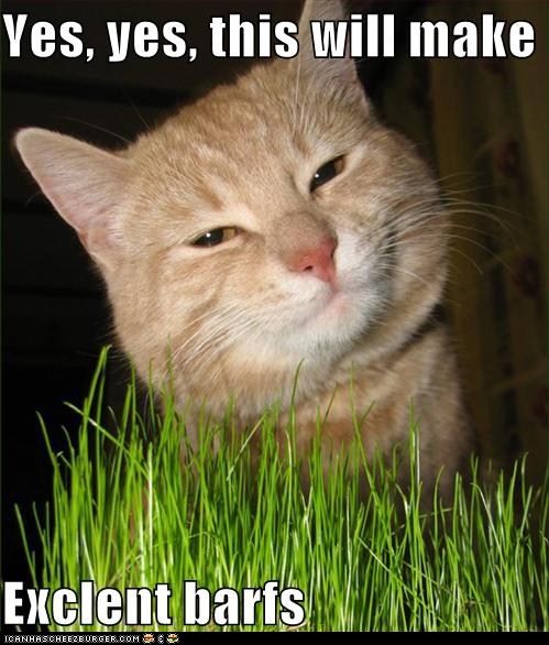 Classic LOLcat