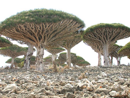 Dragon's Blood Tree, Socotra Island, Yemen