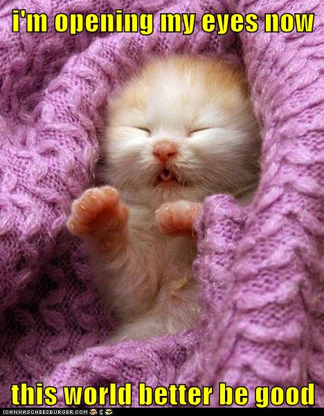 Lolcats: i'm opening my eyes now  