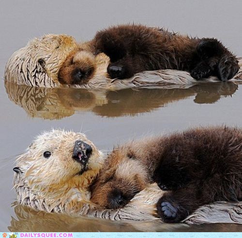 All the Snuggles