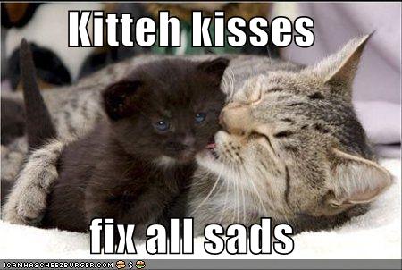 Kitteh kisses  fix all sads