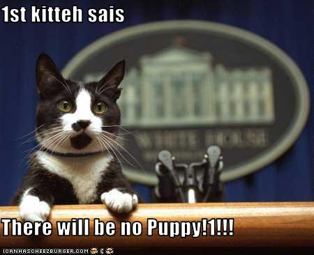 1st kitteh sais  There will be no Puppy!1!!!