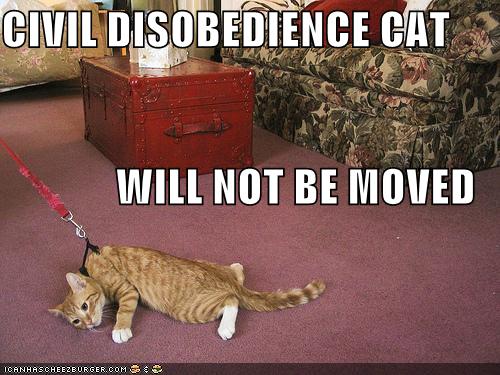 CIVIL DISOBEDIENCE CAT WILL NOT BE MOVED
