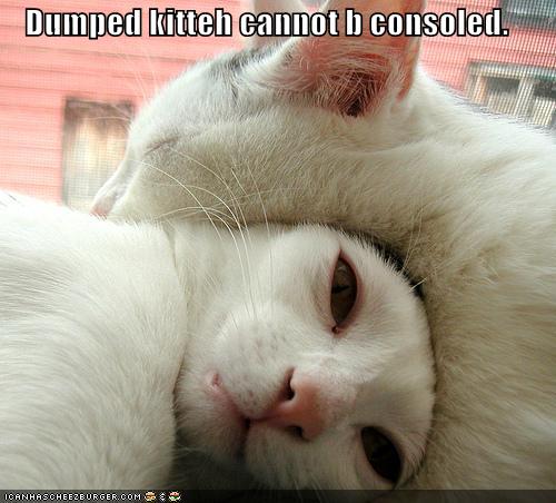Dumped kitteh cannot b consoled.