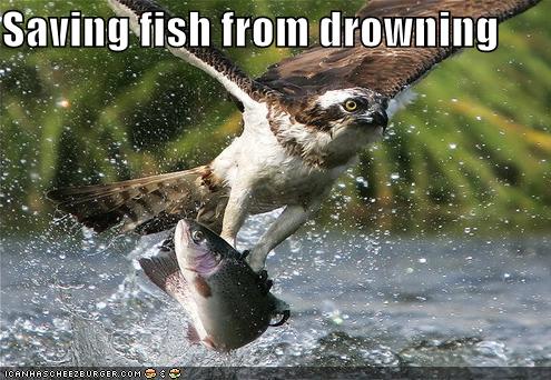 Saving fish from drowning