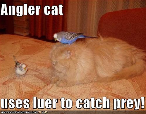 Angler cat  uses luer to catch prey!
