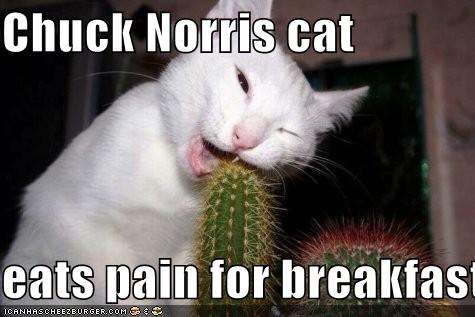 chucknorriscat128575005422635536.jpg
