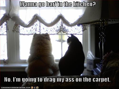 Wanna go barf in the kitchen?  No, I'm going to drag my ass on the carpet.