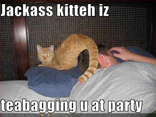 Jackass kitteh iz   teabagging u at party