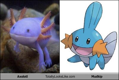Axolotl Totally Looks Like Mudkip