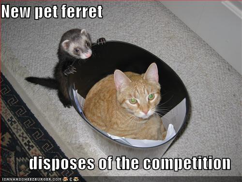 New pet ferret  disposes of the competition