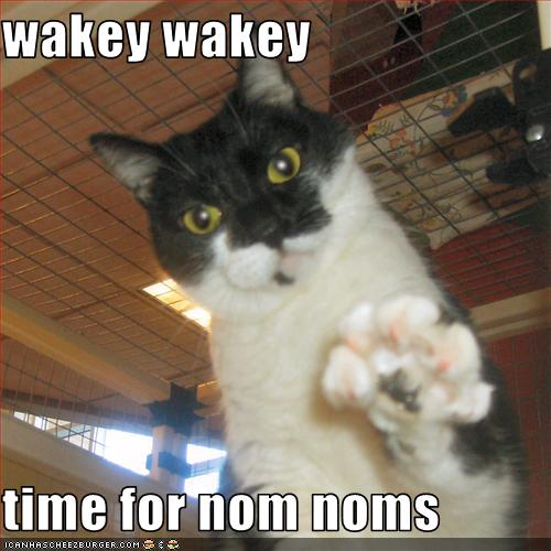 wakey wakey  time for nom noms