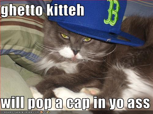 pop music kitteh 