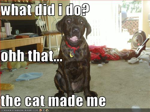 what did i do? ohh that... the cat made me