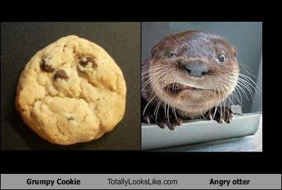Grumpy Cookie Totally Looks Like Angry otter