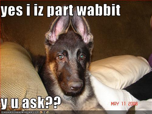 yes i iz part wabbit  y u ask??