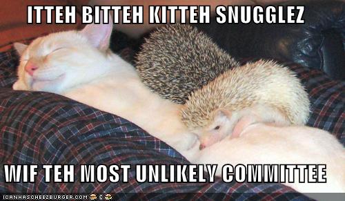 ITTEH BITTEH KITTEH SNUGGLEZ  WIF TEH MOST UNLIKELY COMMITTEE
