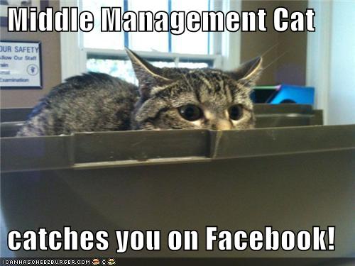 Middle Management Cat   catches you on Facebook!