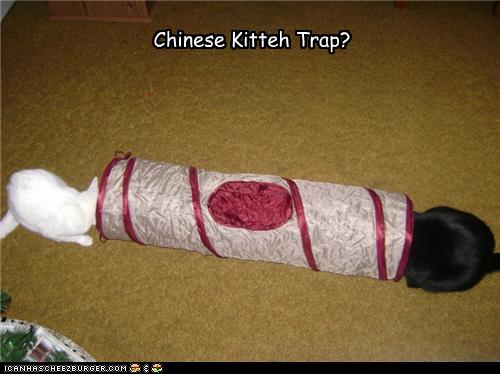 Chinese Kitteh Trap?