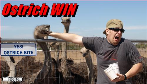 Ostrich WIN