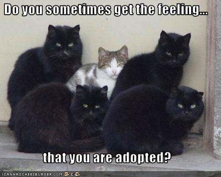 Do you sometimes get the feeling...  that you are adopted?