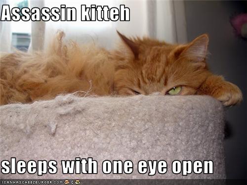 Assassin kitteh  sleeps with one eye open