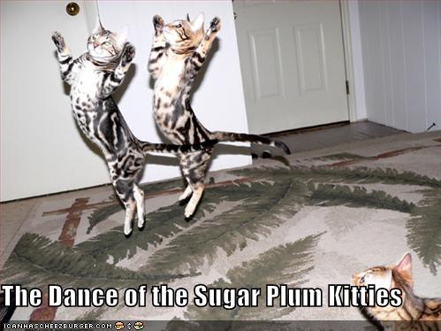 The Dance of the Sugar Plum Kitties