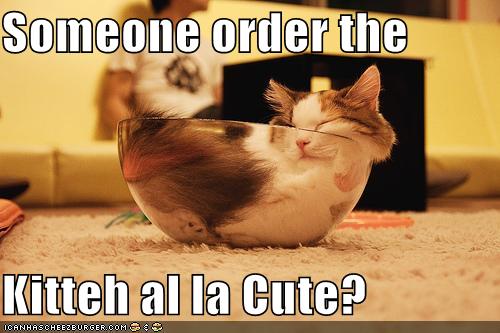Someone order the  Kitteh al la Cute?