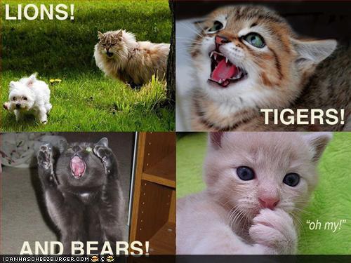 LIONS TIGERS AND BEARS !!