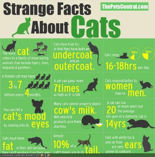 Strange Facts About Cats