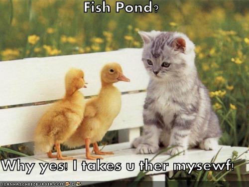 Fish Pond?  Why yes! I takes u ther mysewf!