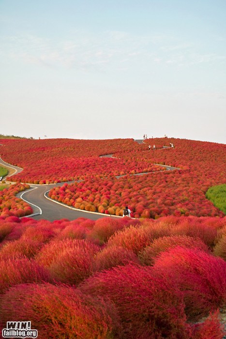 WIN!: Mother Nature FTW: Kochia Hill