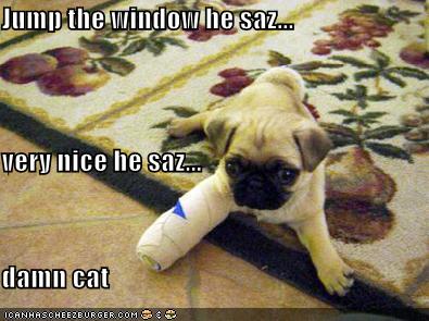 Jump the window he saz... very nice he saz... damn cat