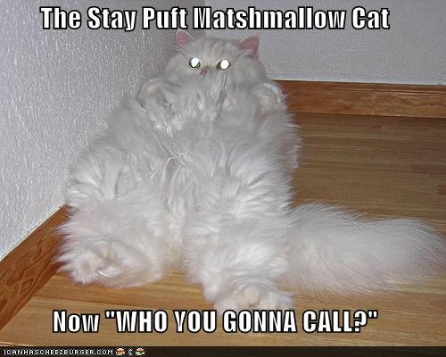 The Stay Puft Matshmallow Cat  Now "WHO YOU GONNA CALL?"