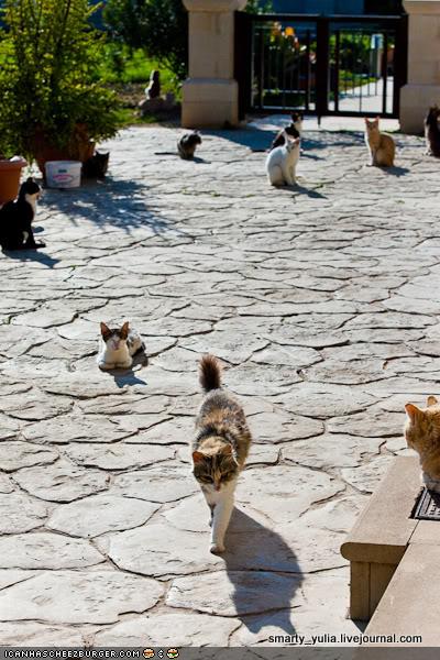O, The Places You'll Go: The Holy Monastery of Saint Nicholas of the Cats