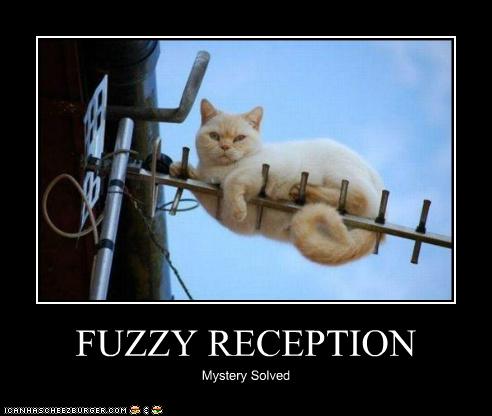 FUZZY RECEPTION