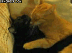 GIF: U Lewk Liek U Needz a Hug