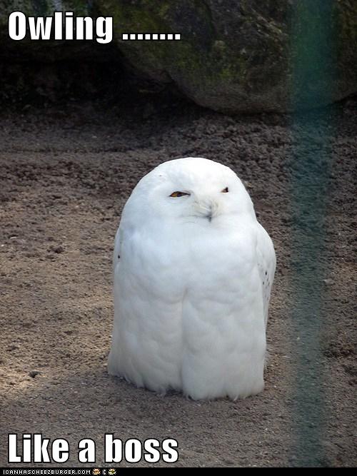 Owling ........
