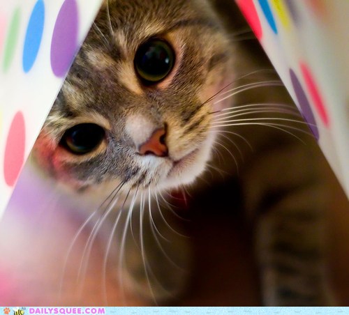 Reader Squees: Squeek-a-boo!