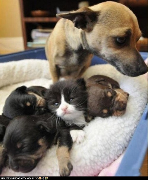 Funny Pictures - Cats and Dogs Are Friends