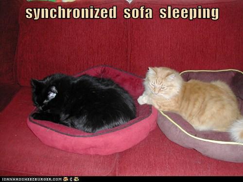 synchronized  sofa  sleeping