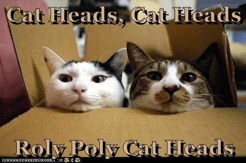 Cat Heads, Cat Heads  Roly Poly Cat Heads