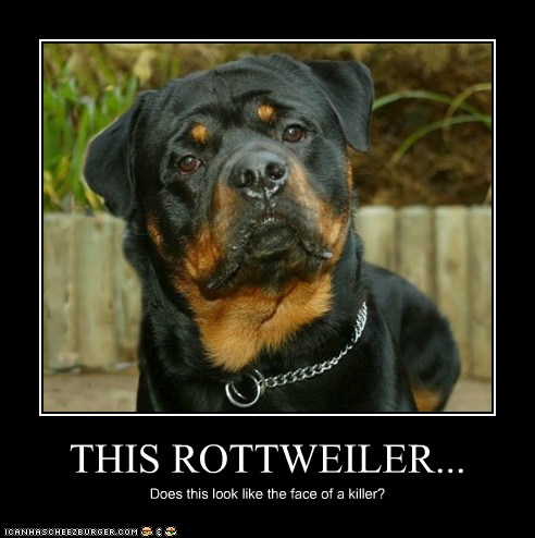 THIS ROTTWEILER...