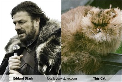 Eddard Stark Totally Looks Like This Cat