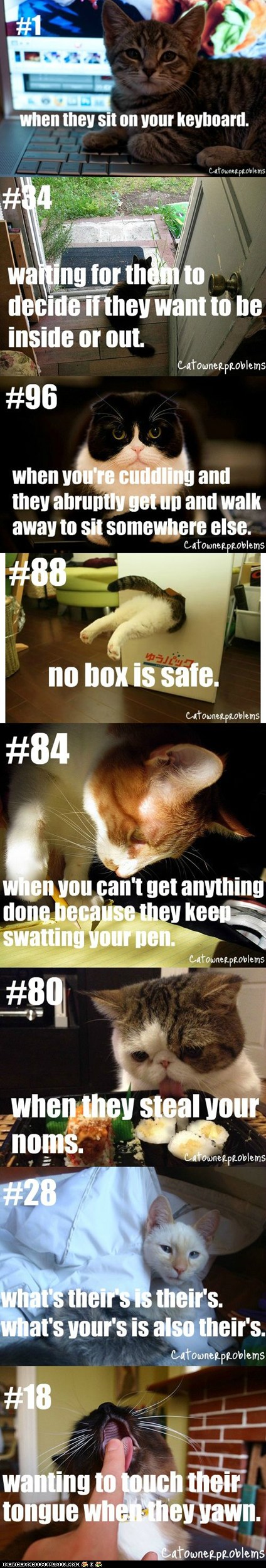 Cat Owner Problems