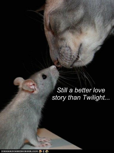 And so the mouse fell in love with the cat...