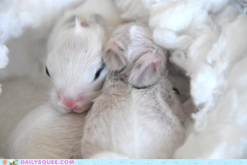 Daily Squee: Easter Bunny Floof