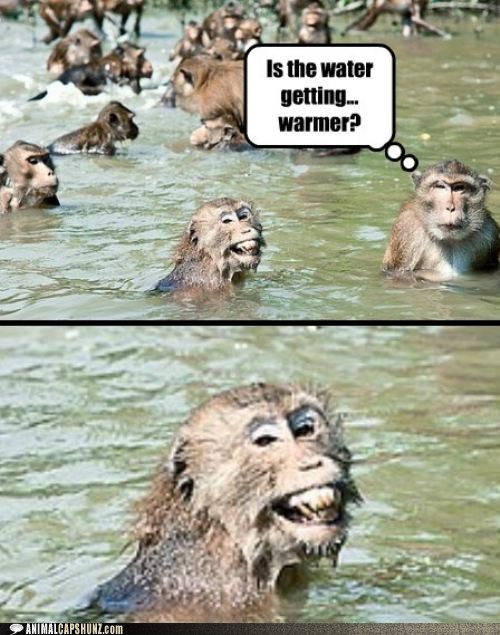Animal Capshunz: I Have No Idea What You're Insinuating