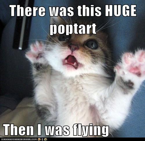 Lolcats: There was this HUGE poptart