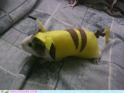 Daily Squee: Pika Pig